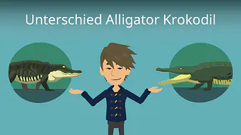 Unterschied Alligator Krokodil