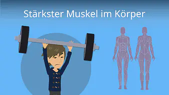 Stärkster Muskel im Körper