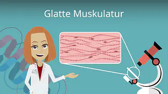 Glatte Muskulatur