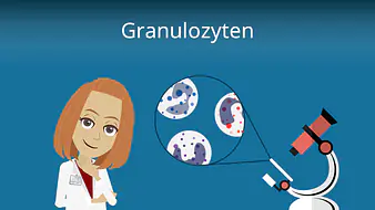 Granulozyten