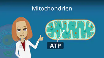 Mitochondrien