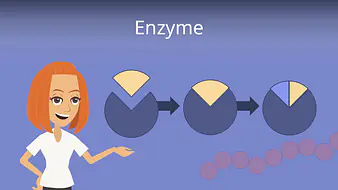 Enzyme