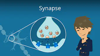 Synapse