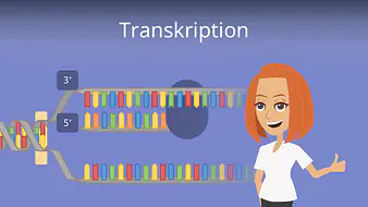 Transkription (Biologie)