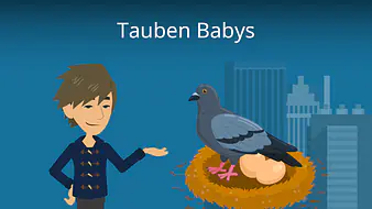 Tauben Babys
