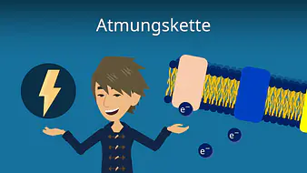 Atmungskette