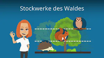Stockwerke des Waldes