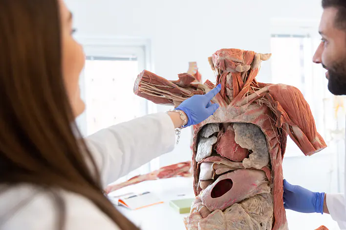 Plastinierte Originalpräparate von Körperspendern (Plastinate)