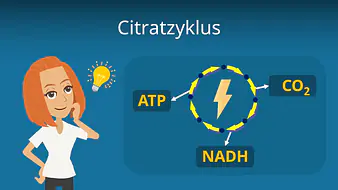 Citratzyklus