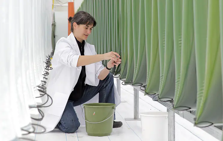 Masterarbeit - Technologieentwicklung und Wertschöpfung im Bereich Umwelt- und Prozesssystem Wasserreinigung durch Algen