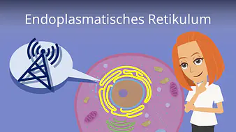 Endoplasmatisches Retikulum