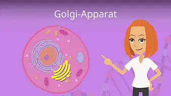 Golgi Apparat