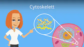Cytoskelett