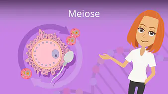 Meiose