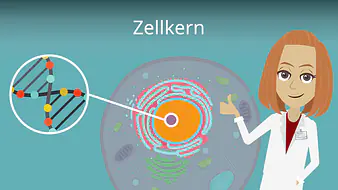 Zellkern