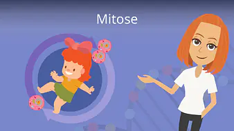 Mitose