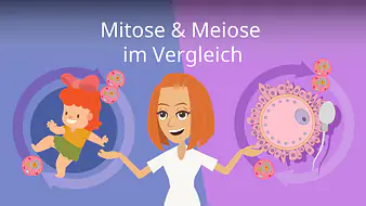 Mitose und Meiose im Vergleich