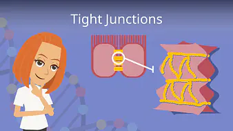 Tight Junctions