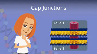 Gap Junctions