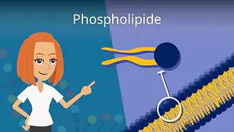 Phospholipide