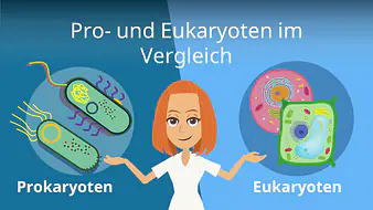 Prokaryoten und Eukaryoten im Vergleich