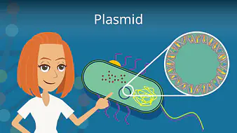 Plasmid