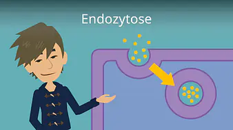 Endozytose