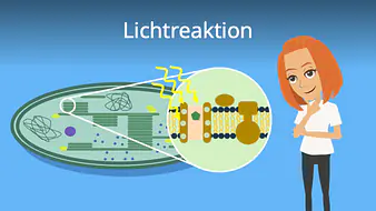 Lichtreaktion