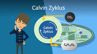 Calvin Zyklus