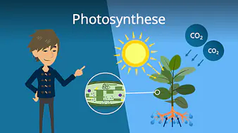 Photosynthese