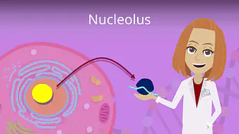 Nucleolus
