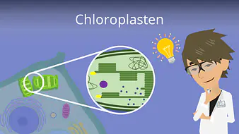 Chloroplasten