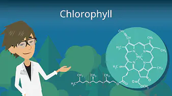 Chlorophyll