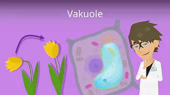 Vakuole