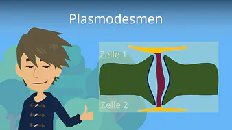 Plasmodesmen