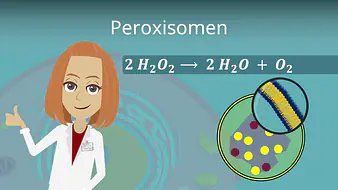 Peroxisomen