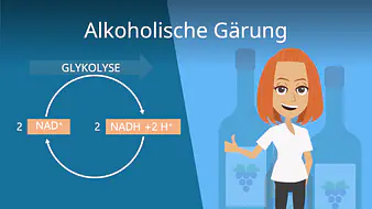 Alkoholische Gärung