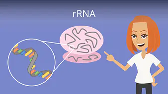 rRNA