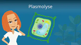 Plasmolyse