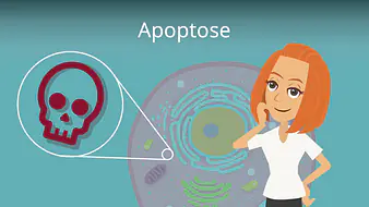 Apoptose
