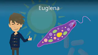 Euglena
