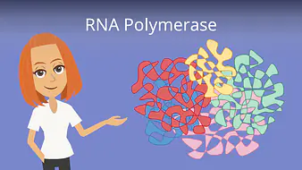RNA Polymerase