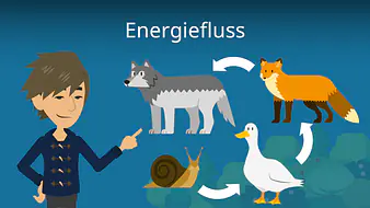 Energiefluss