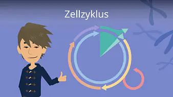 Zellzyklus