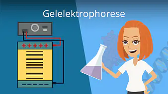 Gelelektrophorese
