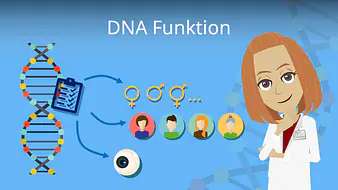 DNA Funktion