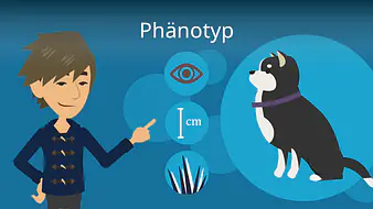 Phänotyp
