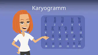 Karyogramm