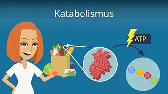 Katabolismus