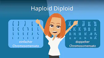 Haploid und Diploid